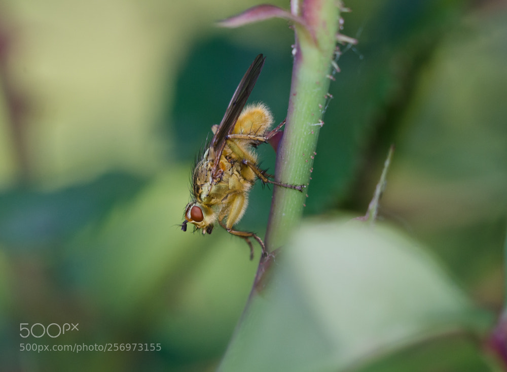 Nikon D7000 sample photo. Scathophaga stercoraria photography