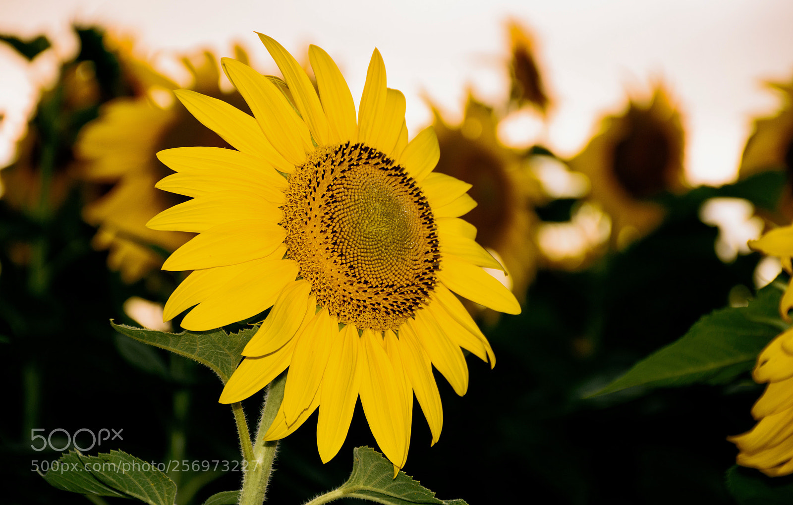 Nikon D7200 sample photo. Gira sol photography