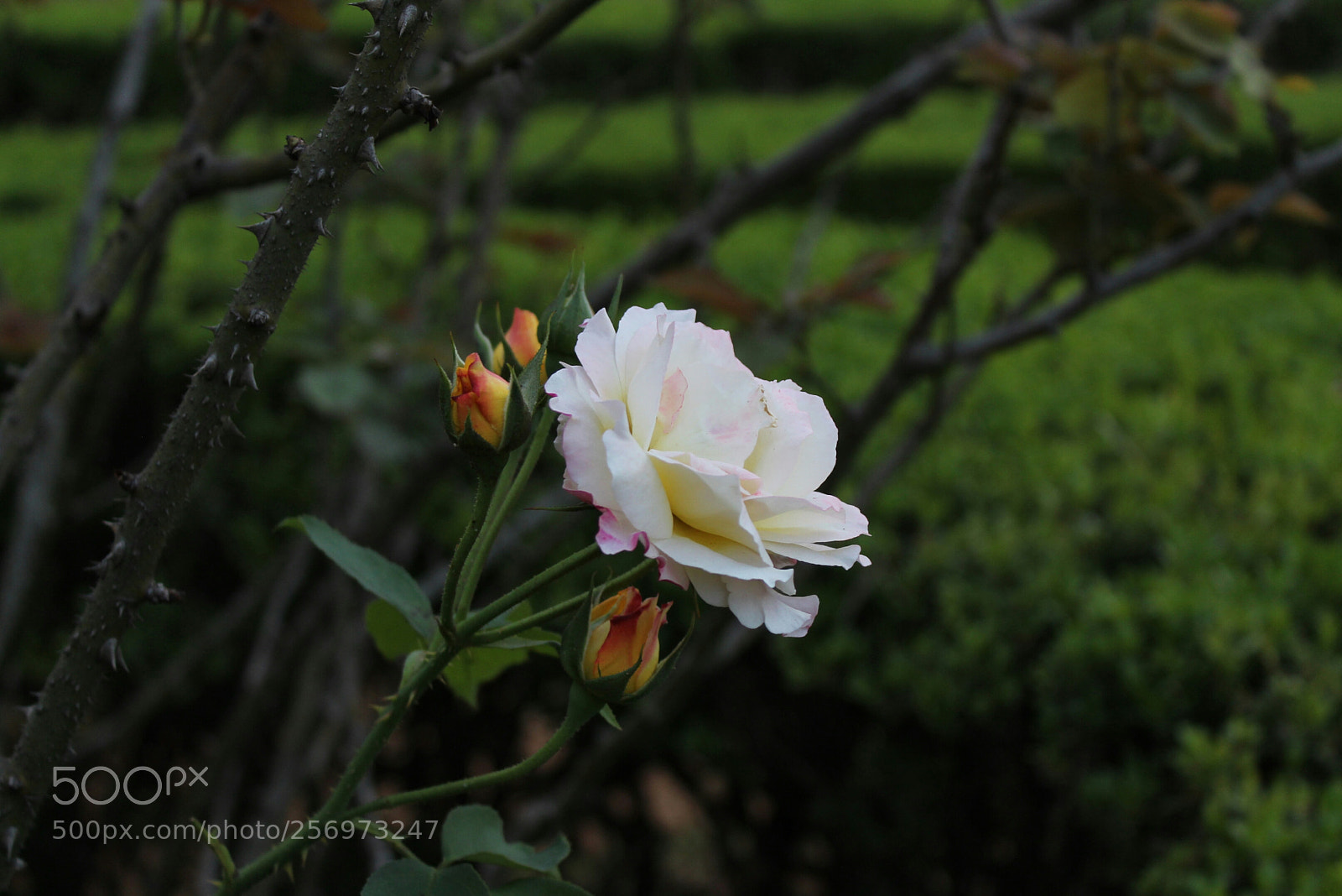 Canon EOS 1300D (EOS Rebel T6 / EOS Kiss X80) sample photo. Untitled photography