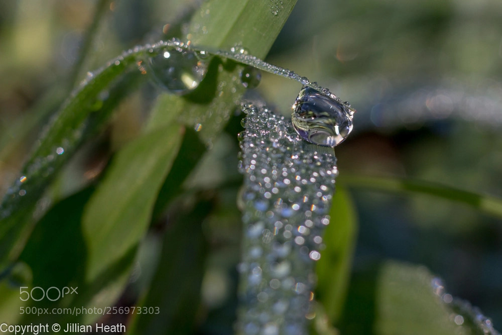Canon EOS 700D (EOS Rebel T5i / EOS Kiss X7i) sample photo. Dew on grass photography
