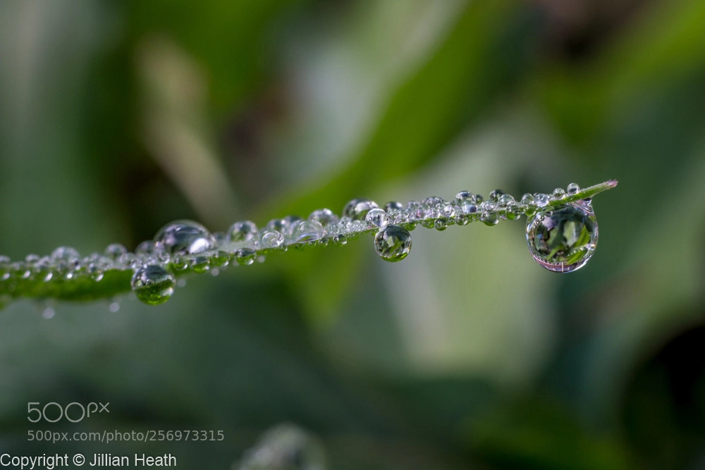 Canon EOS 700D (EOS Rebel T5i / EOS Kiss X7i) sample photo. Dew on grass photography