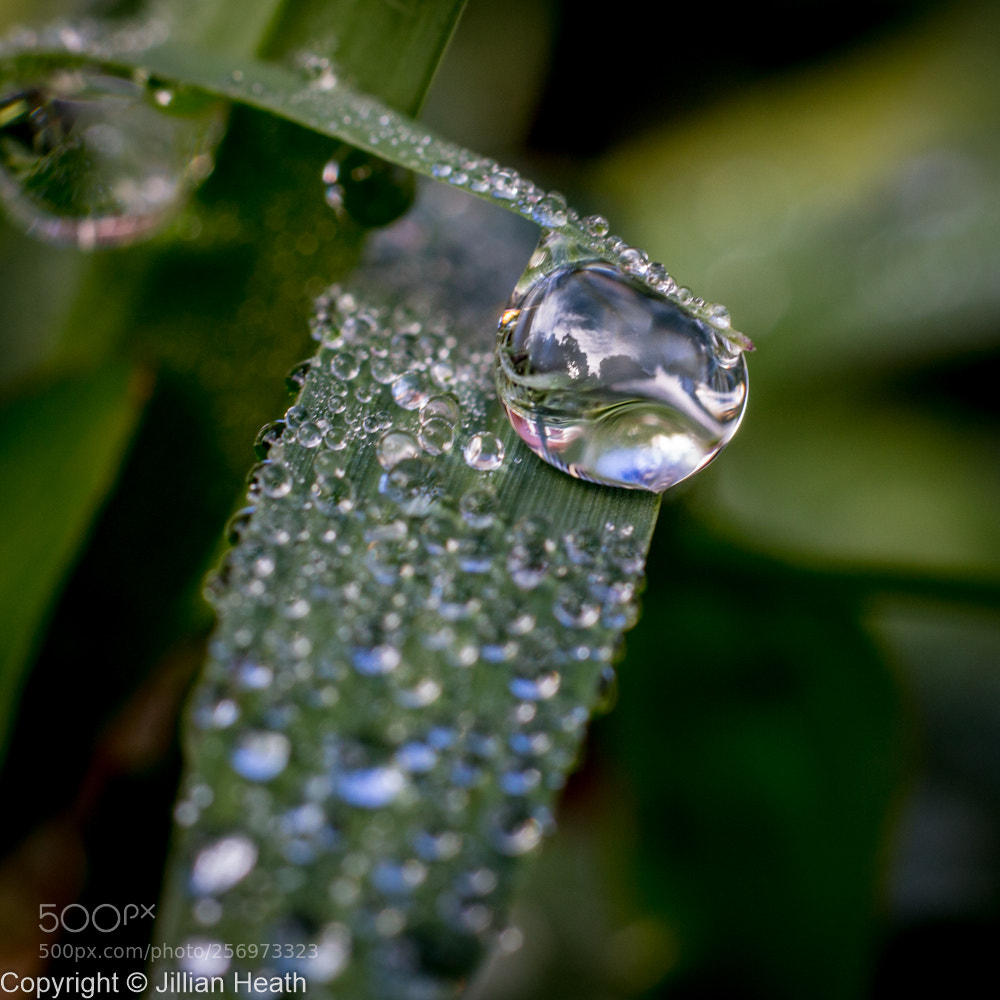 Canon EOS 700D (EOS Rebel T5i / EOS Kiss X7i) sample photo. Dew on grass photography