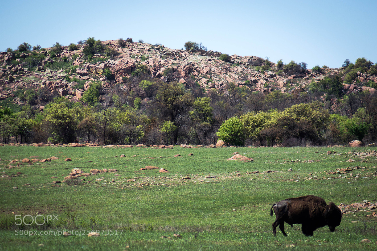 Nikon D3200 sample photo. Wild bison photography