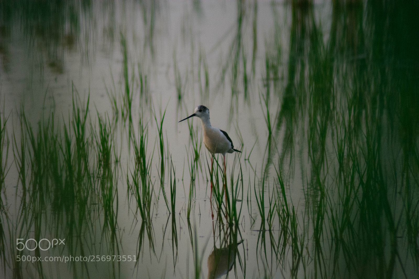 Nikon D5200 sample photo. Stilt photography
