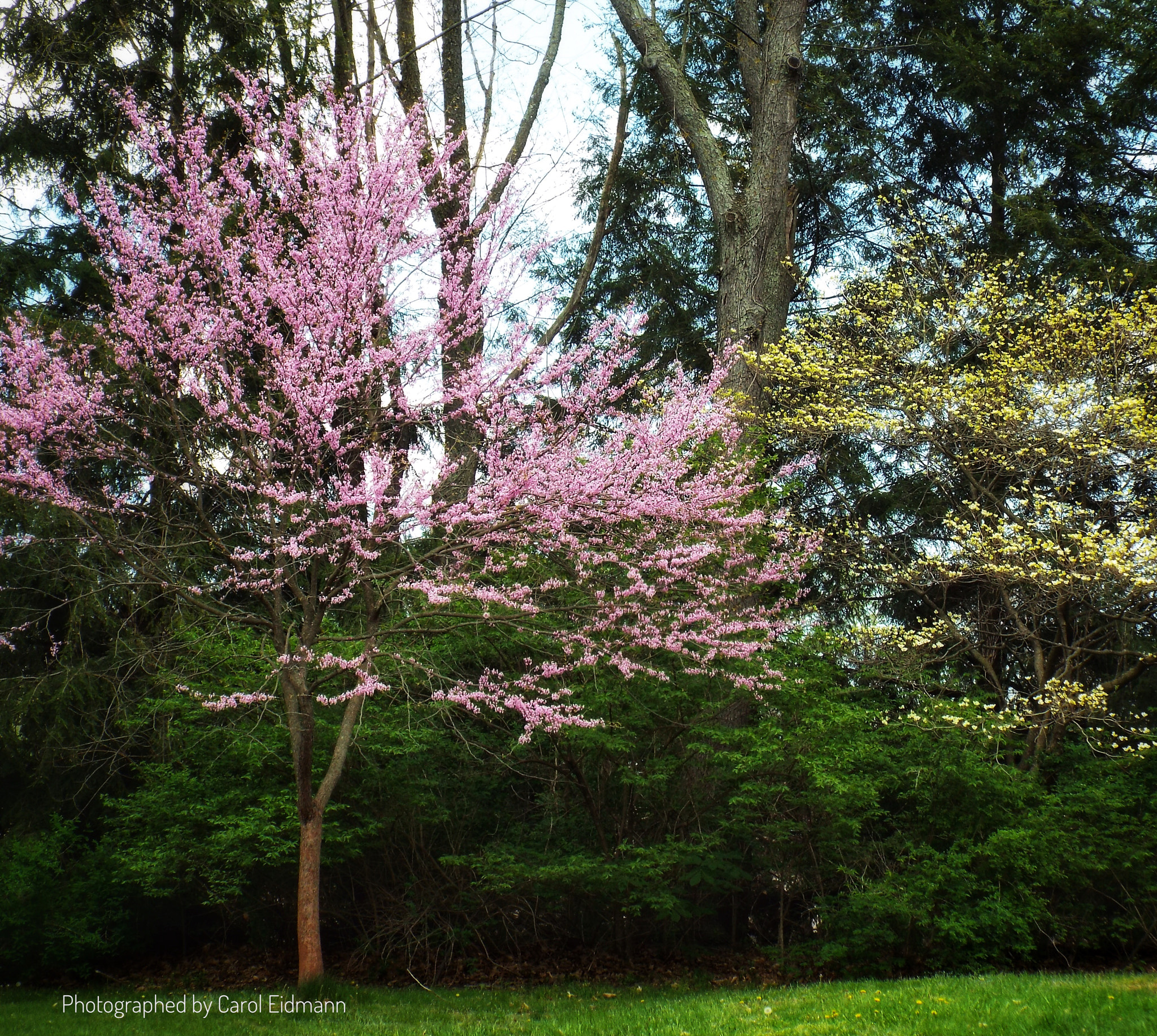 Fujifilm FinePix S9900W S9950W sample photo. Plum park in ohio photography