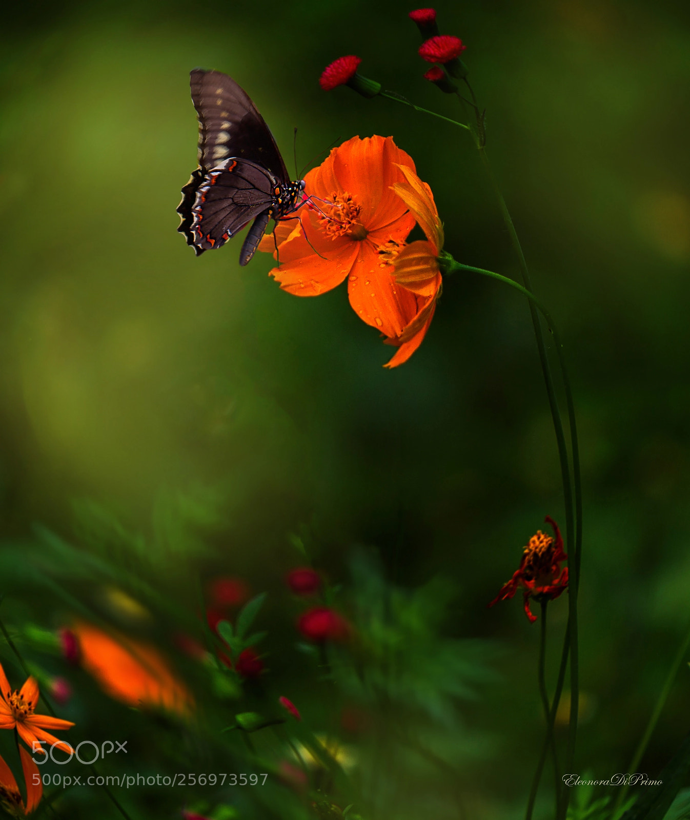 Canon EOS 7D sample photo. From darkness to the photography