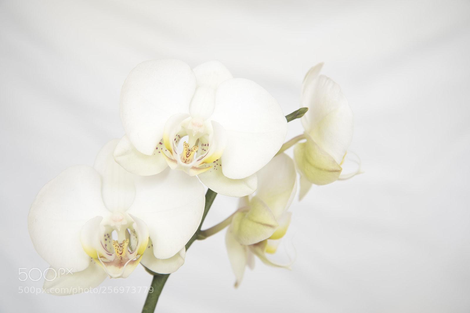 Nikon D750 sample photo. White orchids photography