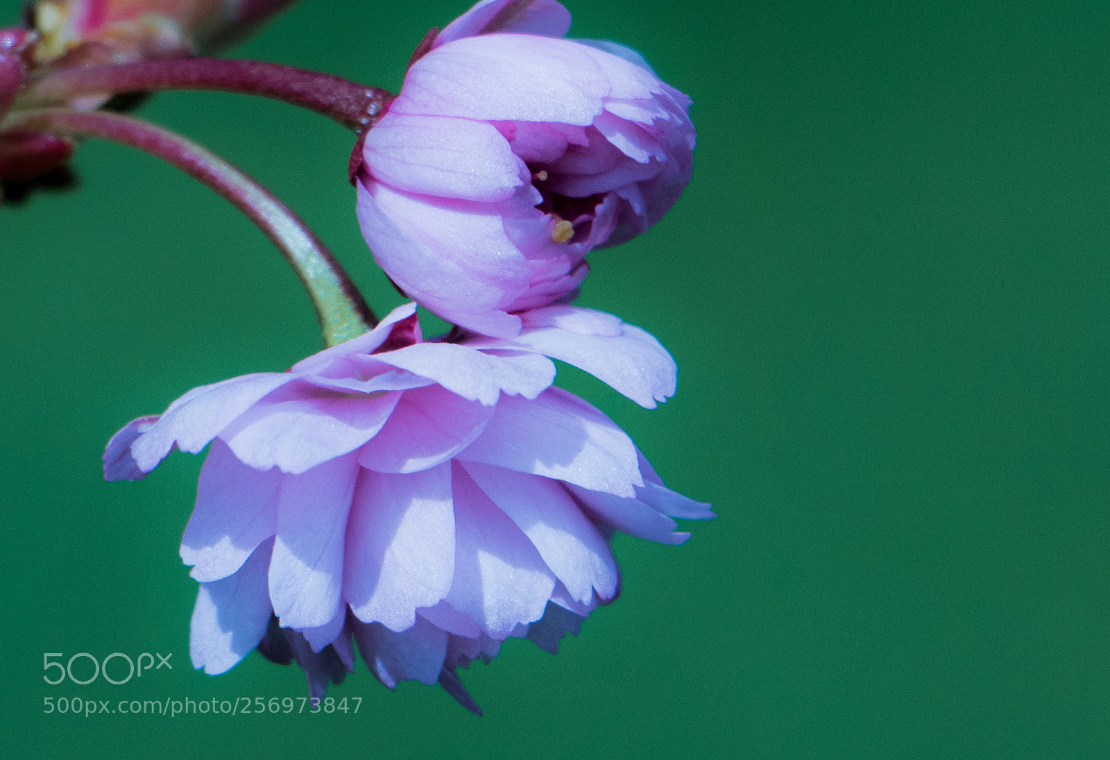 Canon EOS 760D (EOS Rebel T6s / EOS 8000D) sample photo. Blossom photography