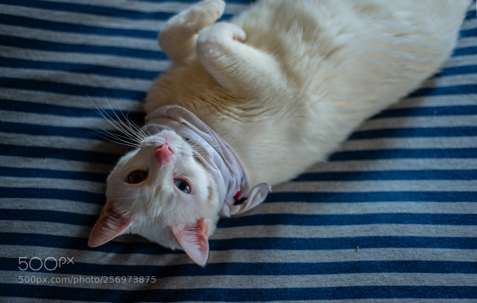 Nikon D800 sample photo. Khao manee photography