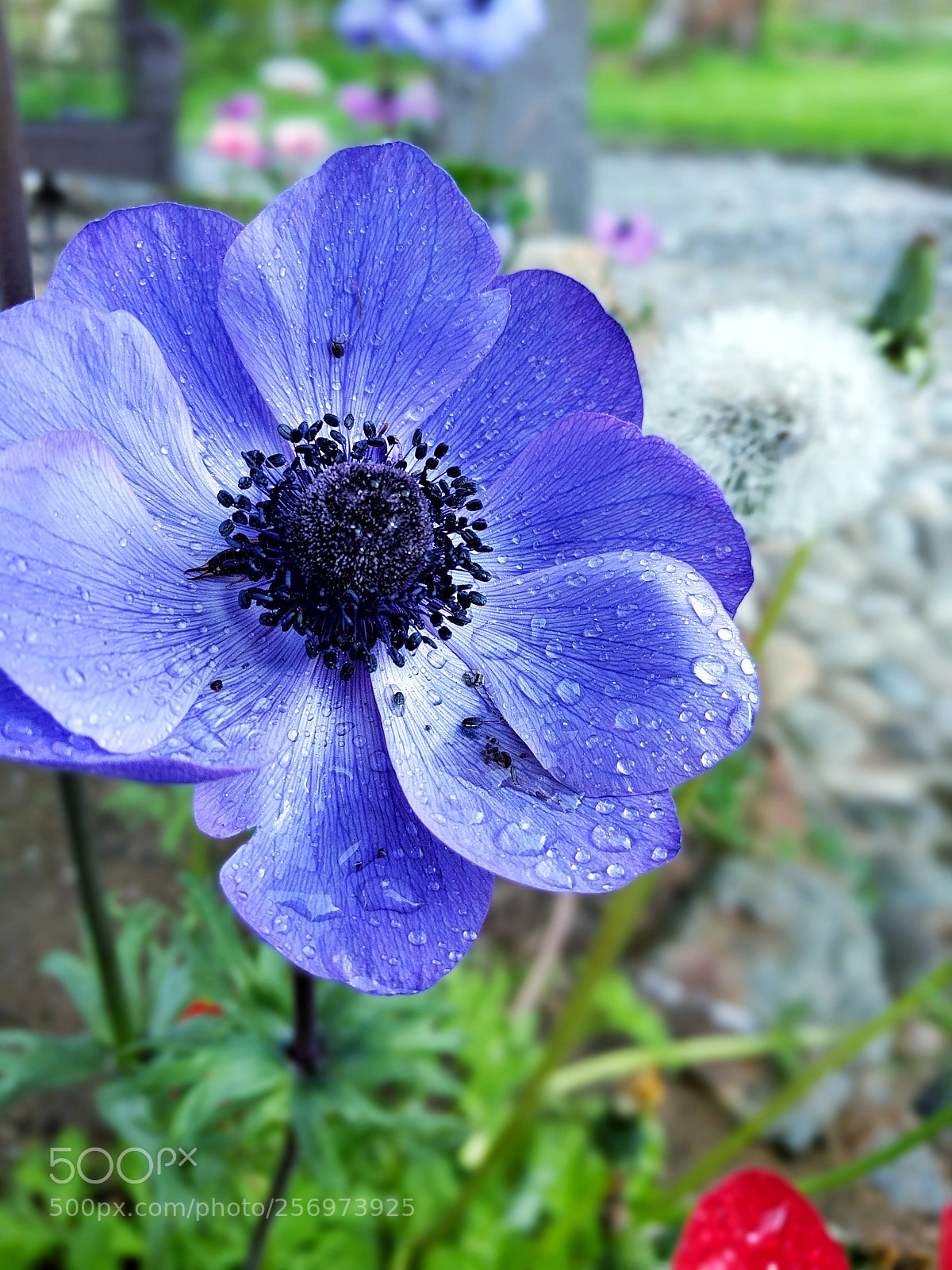 Google Pixel XL sample photo. Flora iv photography