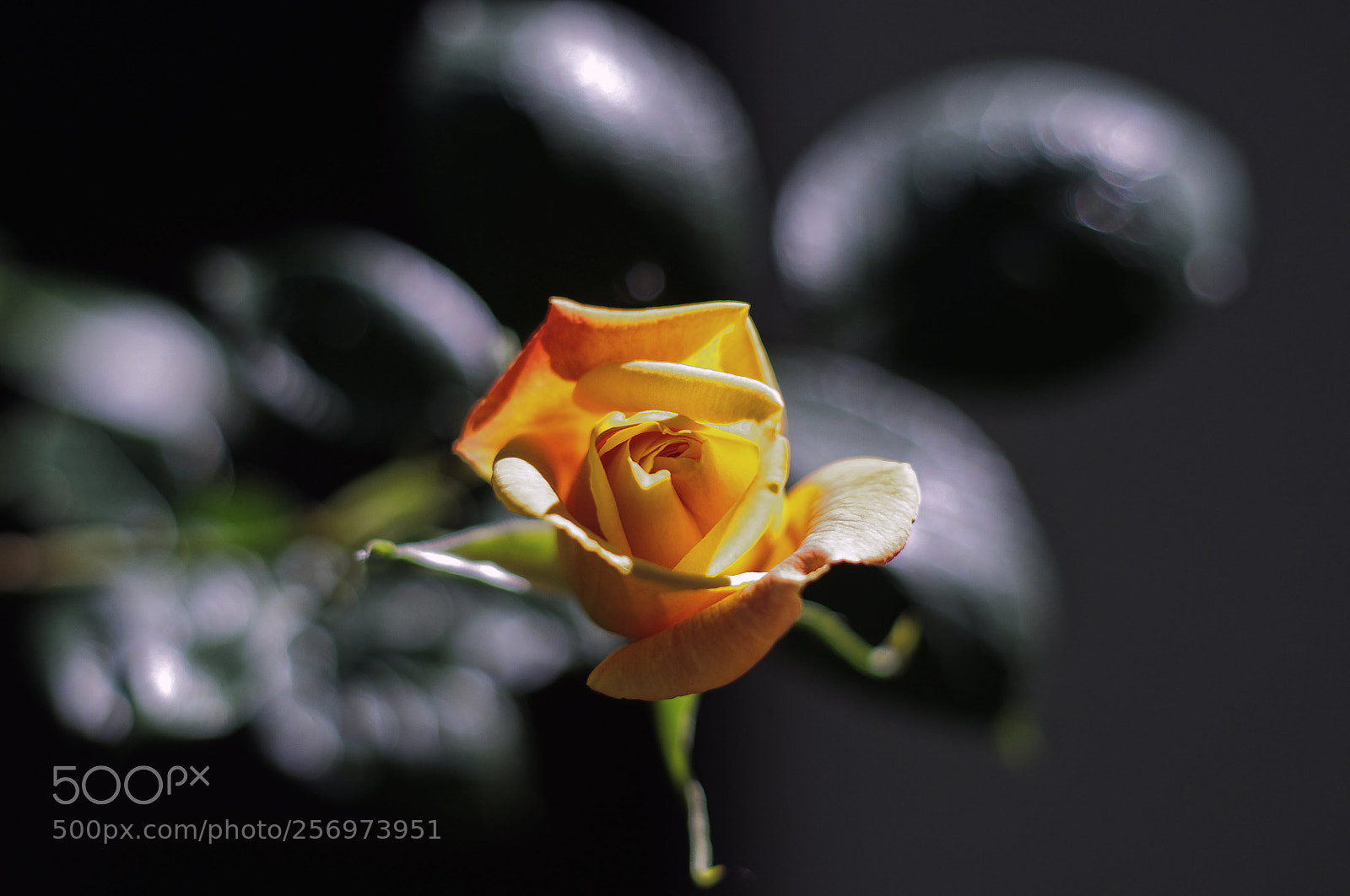 Pentax K-r sample photo. Untitled photography