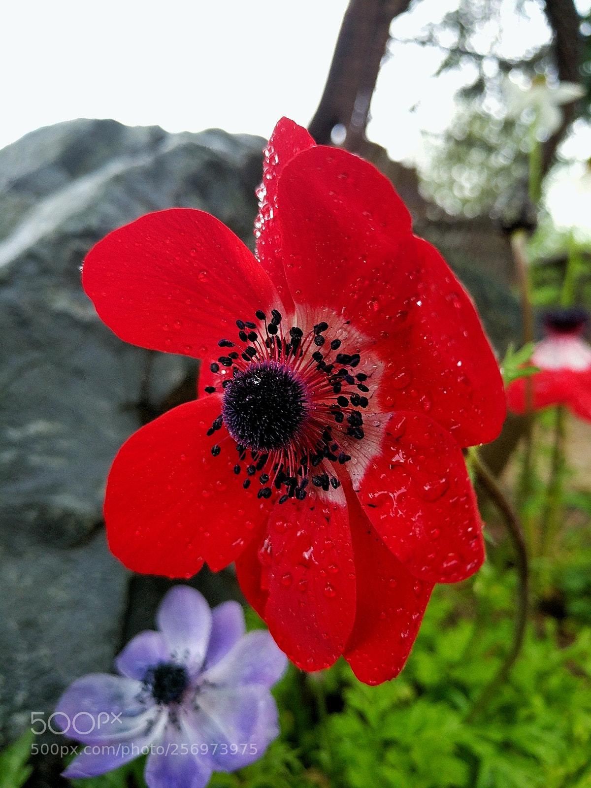 Google Pixel XL sample photo. Flora v photography