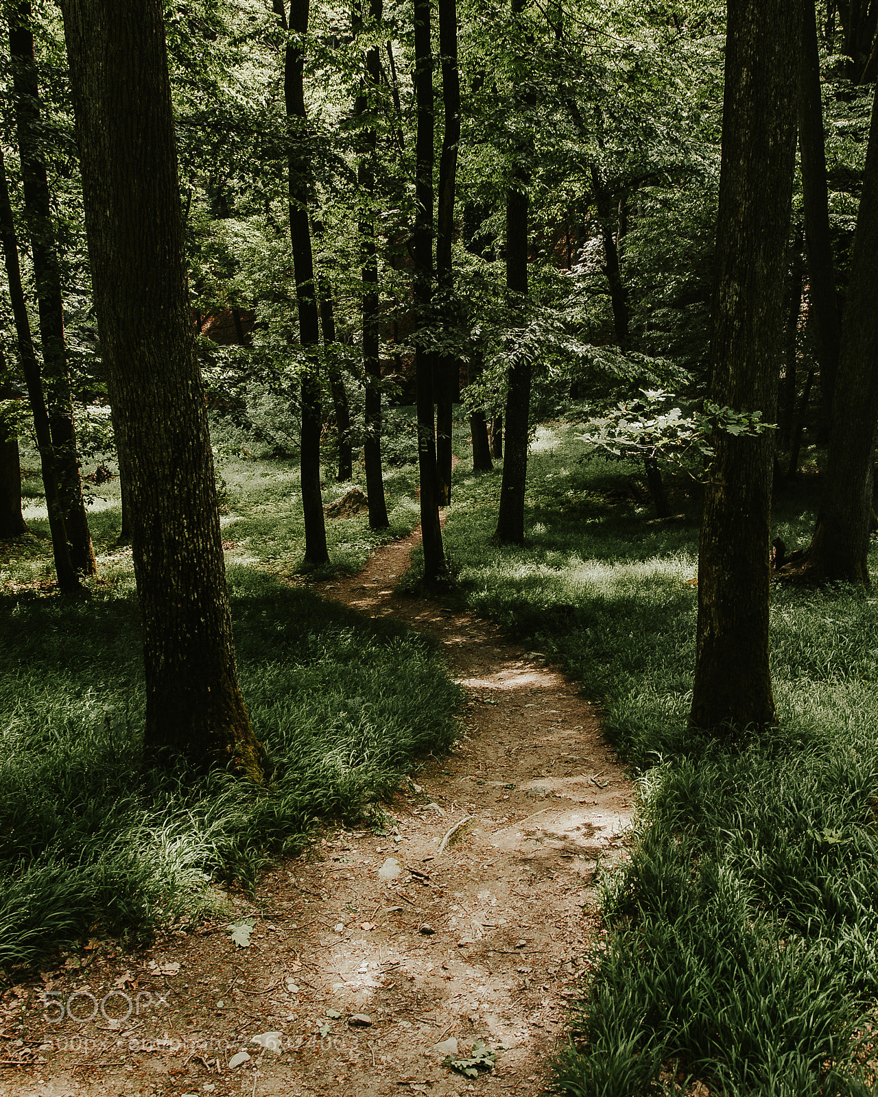 Nikon D7000 sample photo. Path in the forest photography