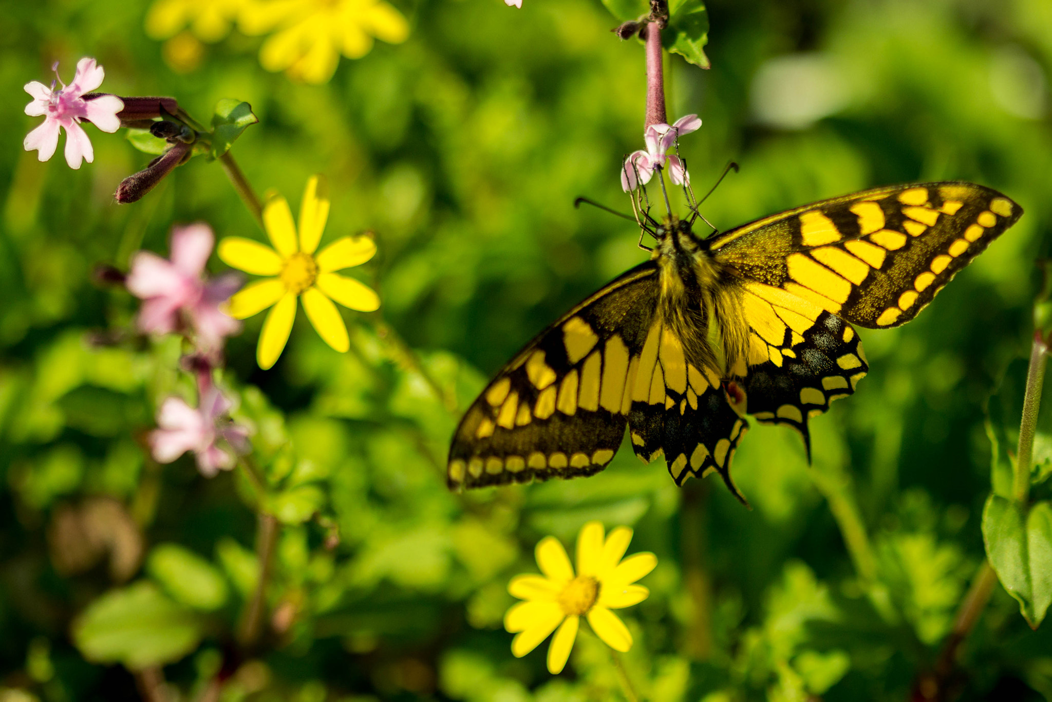 Canon EOS 700D (EOS Rebel T5i / EOS Kiss X7i) sample photo. Butterfly photography