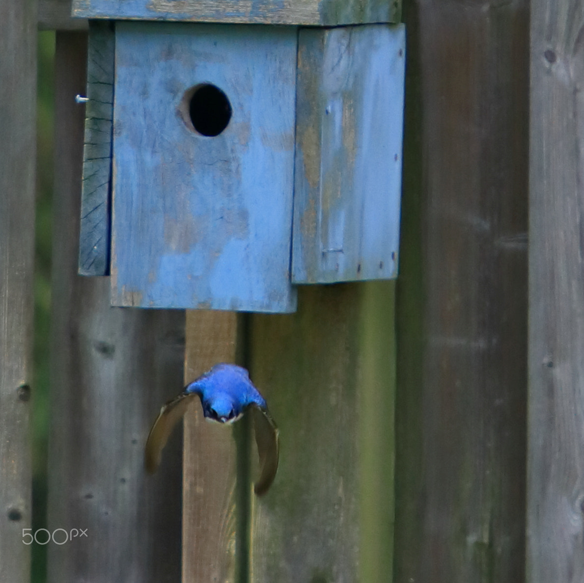 Canon EF 70-200mm F4L IS USM sample photo. Taking flight photography