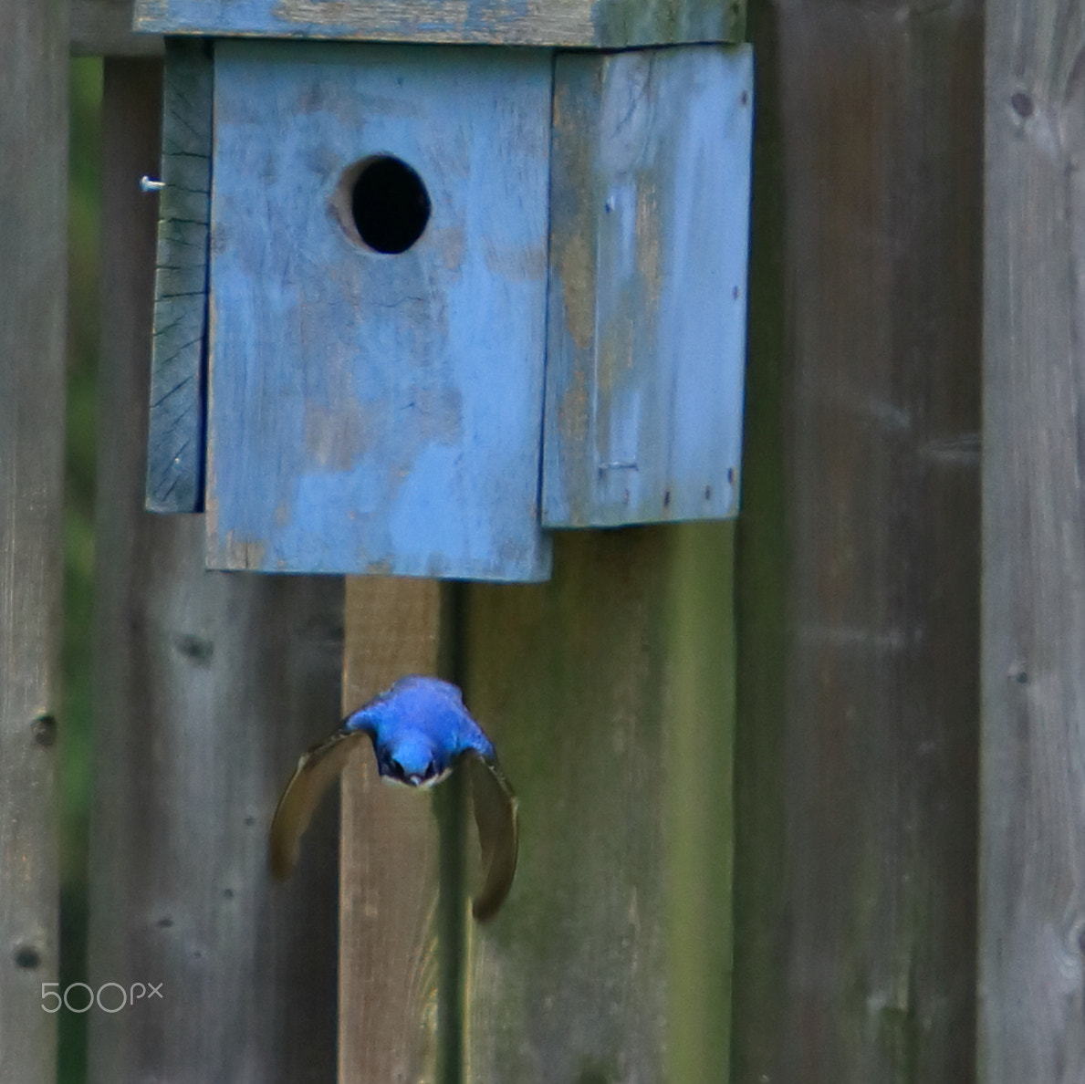 Canon EOS 80D + Canon EF 70-200mm F4L IS USM sample photo. Taking flight photography