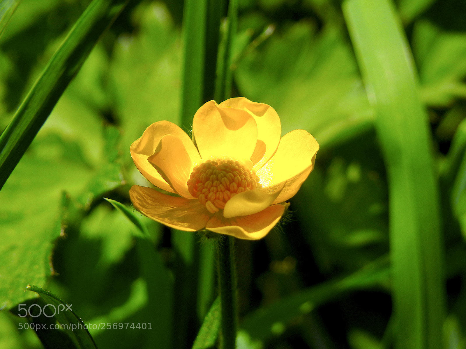 Nikon Coolpix P900 sample photo. Yellow photography