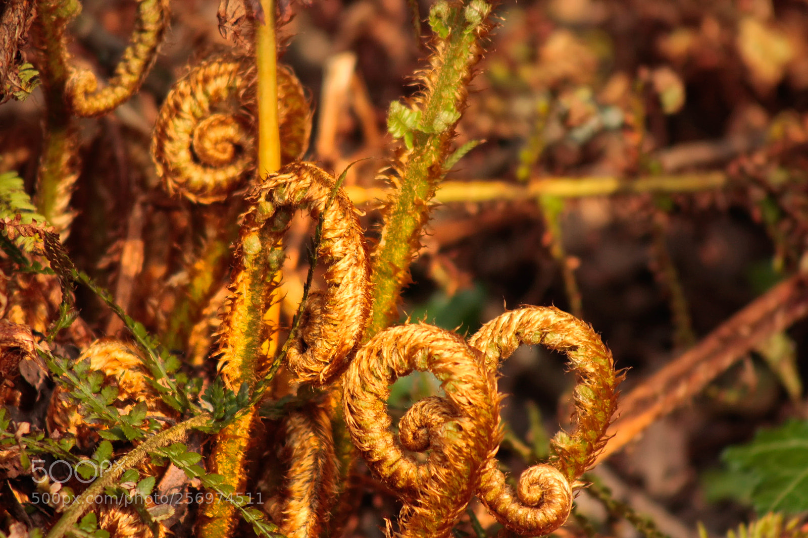 Canon EOS 450D (EOS Rebel XSi / EOS Kiss X2) sample photo. Curled up fern photography