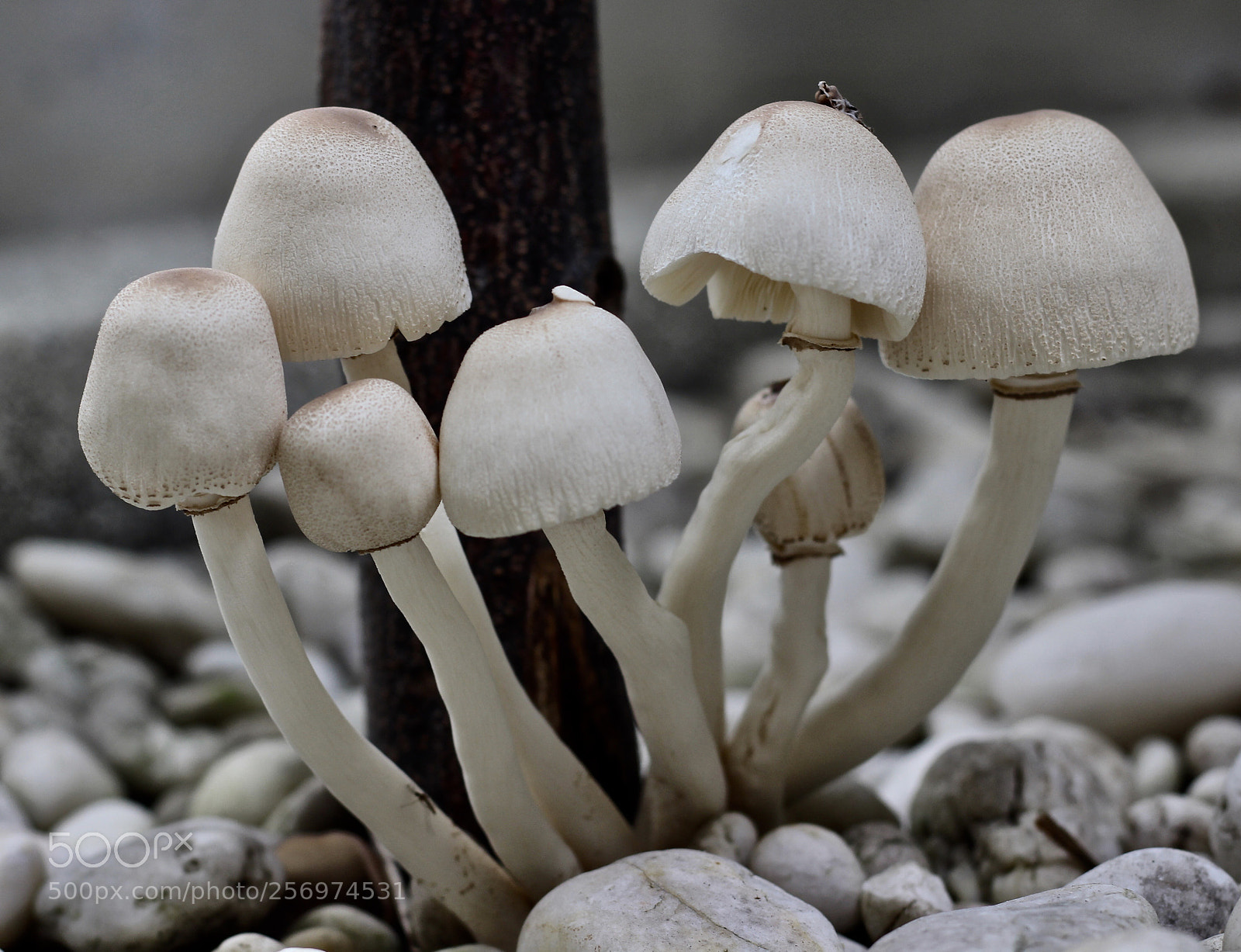 Canon EOS 700D (EOS Rebel T5i / EOS Kiss X7i) sample photo. Blanc champions  photography