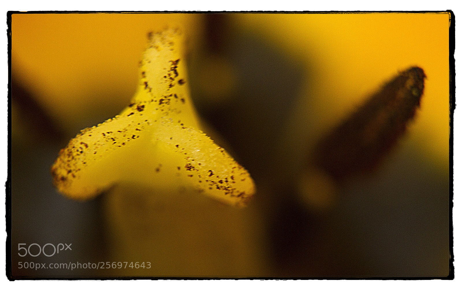 Canon EOS 7D sample photo. Yellow tulip macro  photography