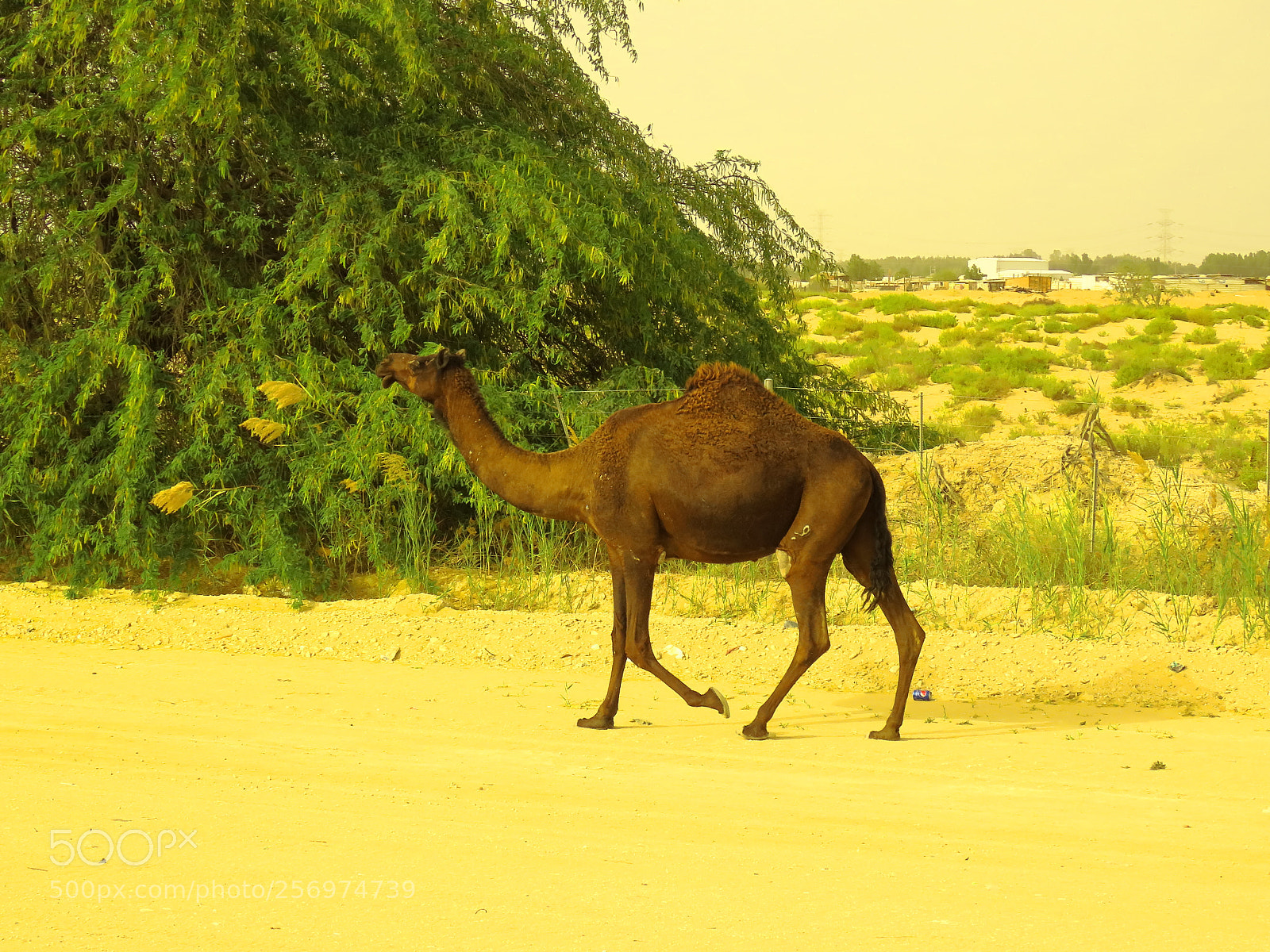 Canon PowerShot SX60 HS sample photo. Camel photography