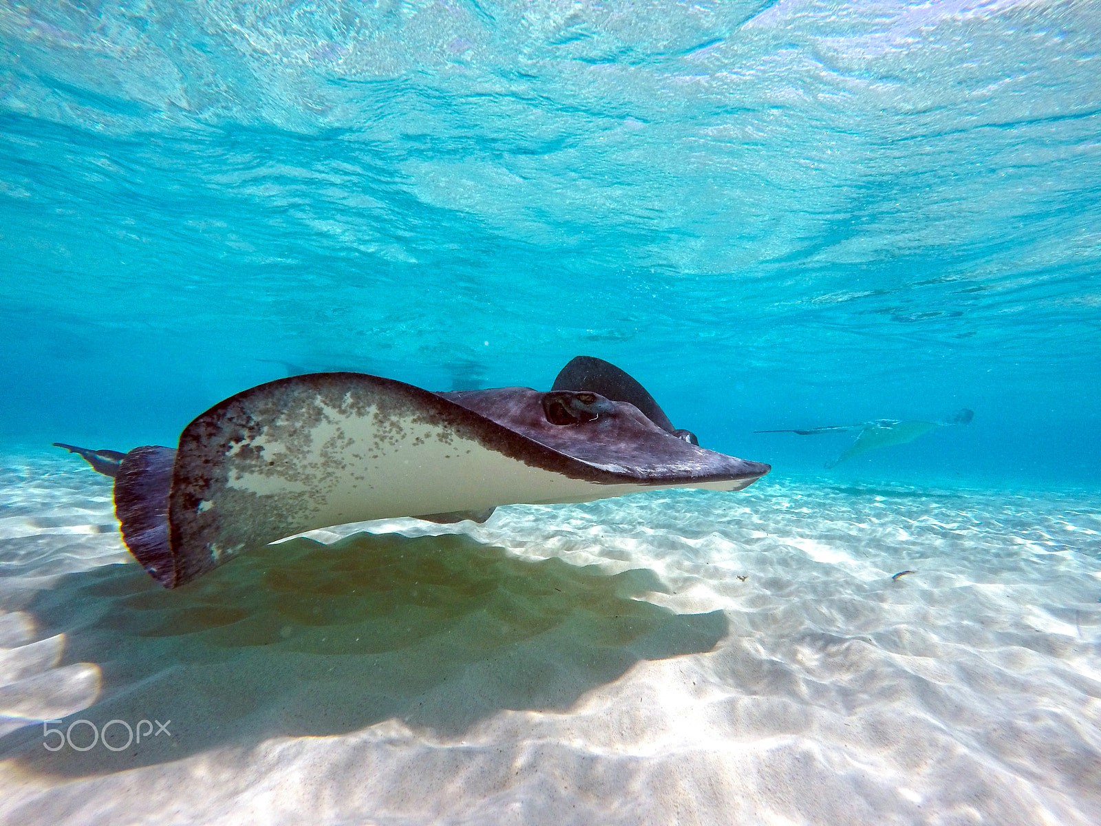 GoPro HERO4 Black sample photo. Stingray city photography