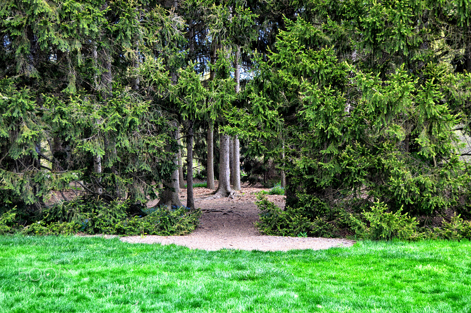 Nikon D3200 sample photo. Path woods photography
