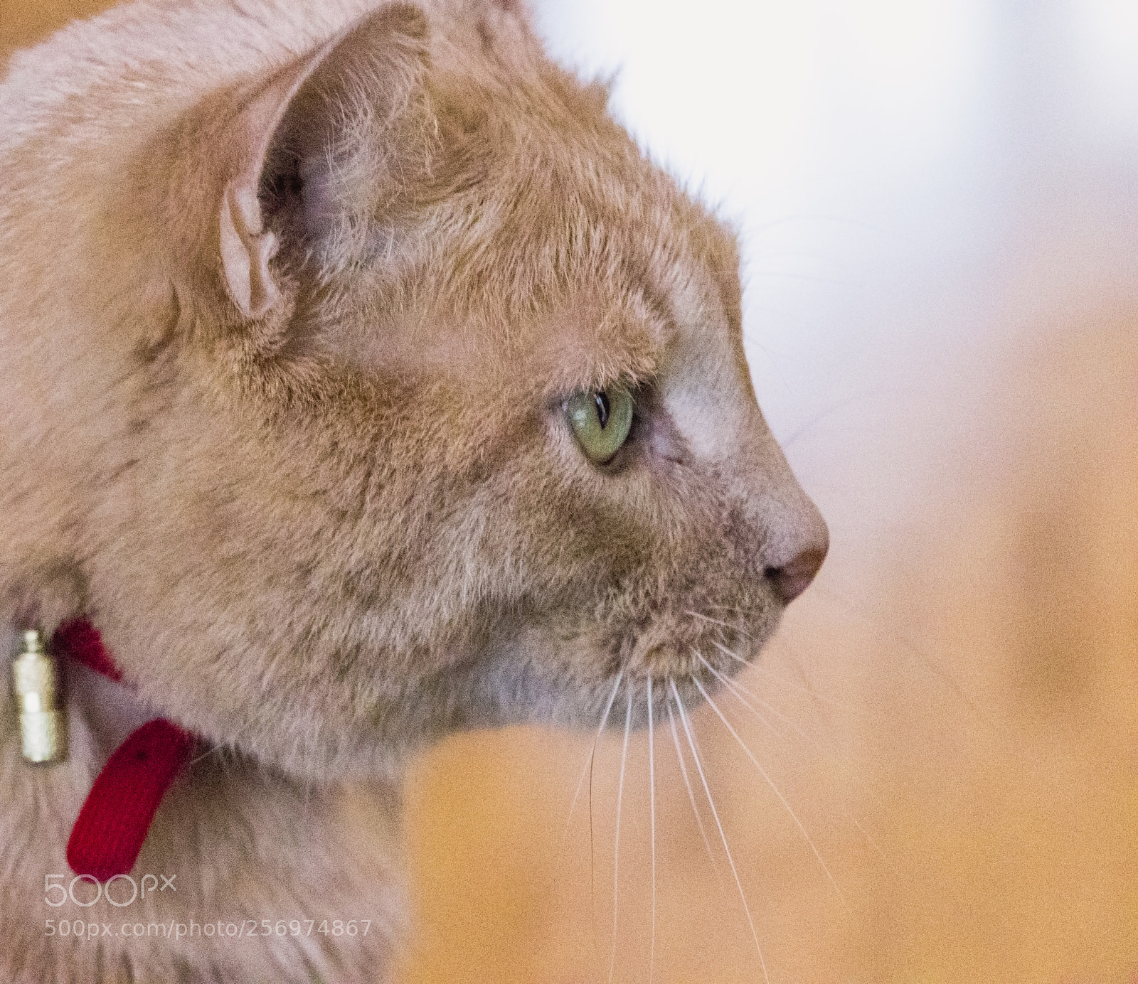 Canon EOS 800D (EOS Rebel T7i / EOS Kiss X9i) sample photo. Caramel photography