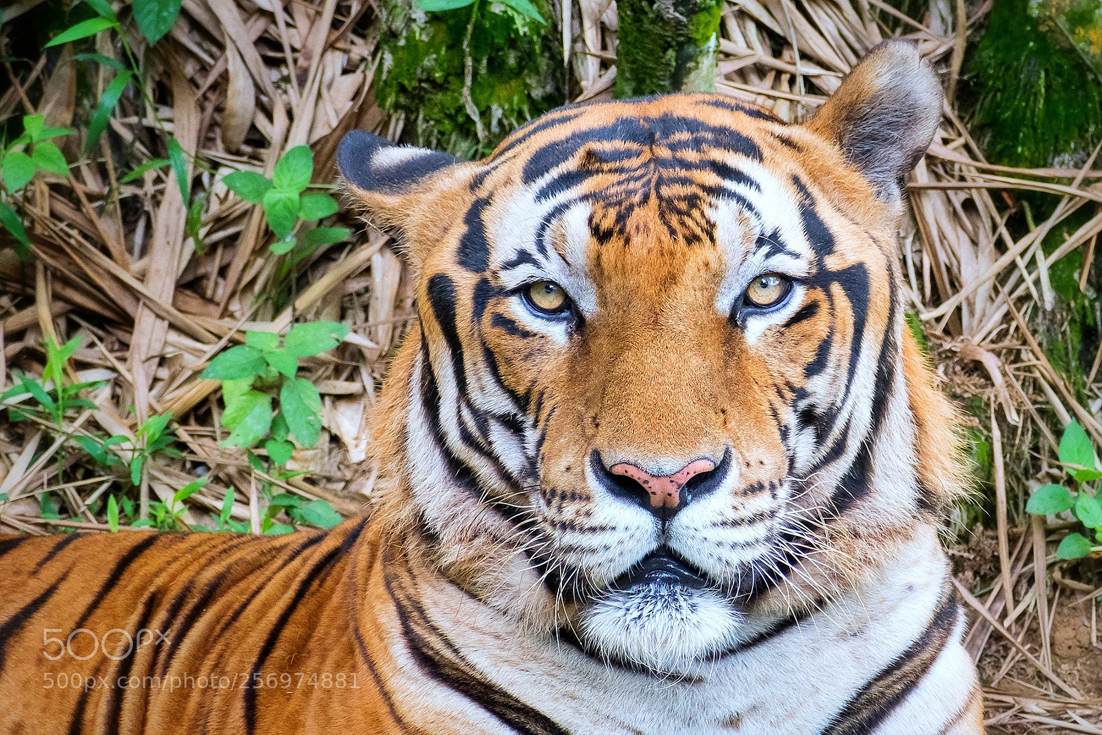 Nikon D500 sample photo. Portrait photography