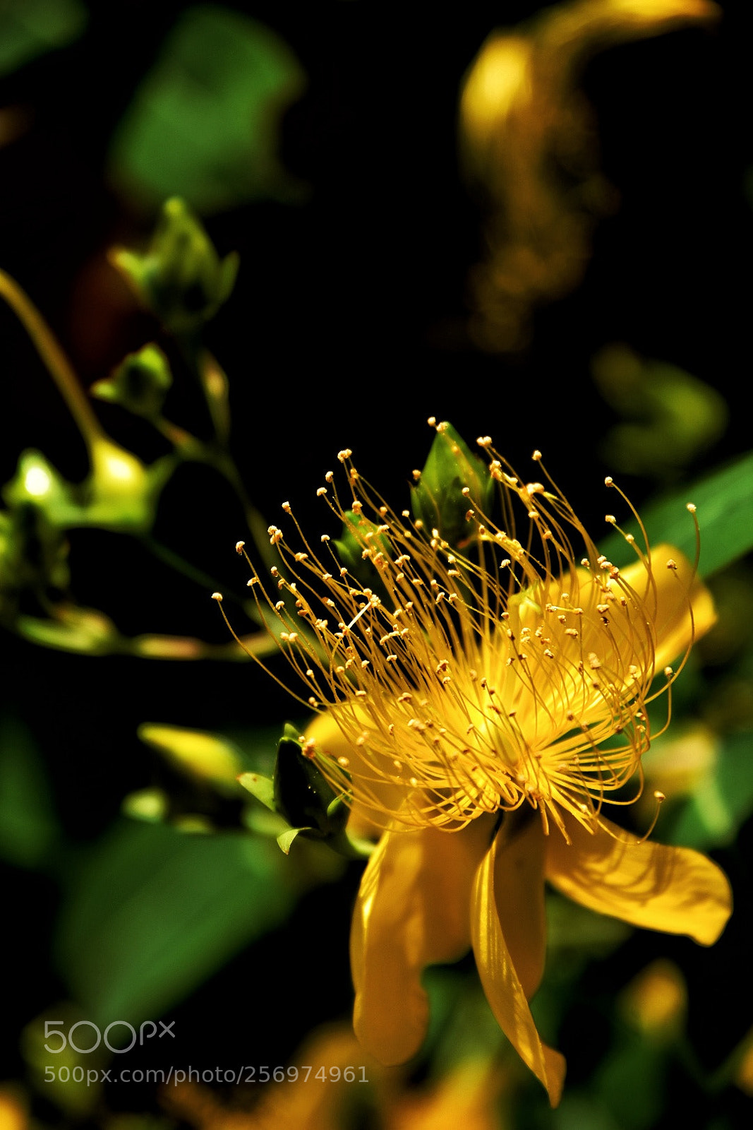 Nikon D7200 sample photo. Hypericum photography