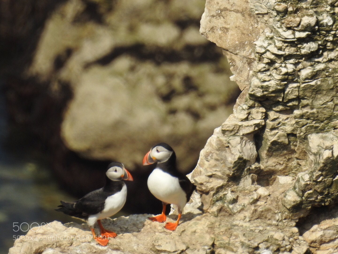 Nikon Coolpix P900 sample photo. Bempton cilffs photography