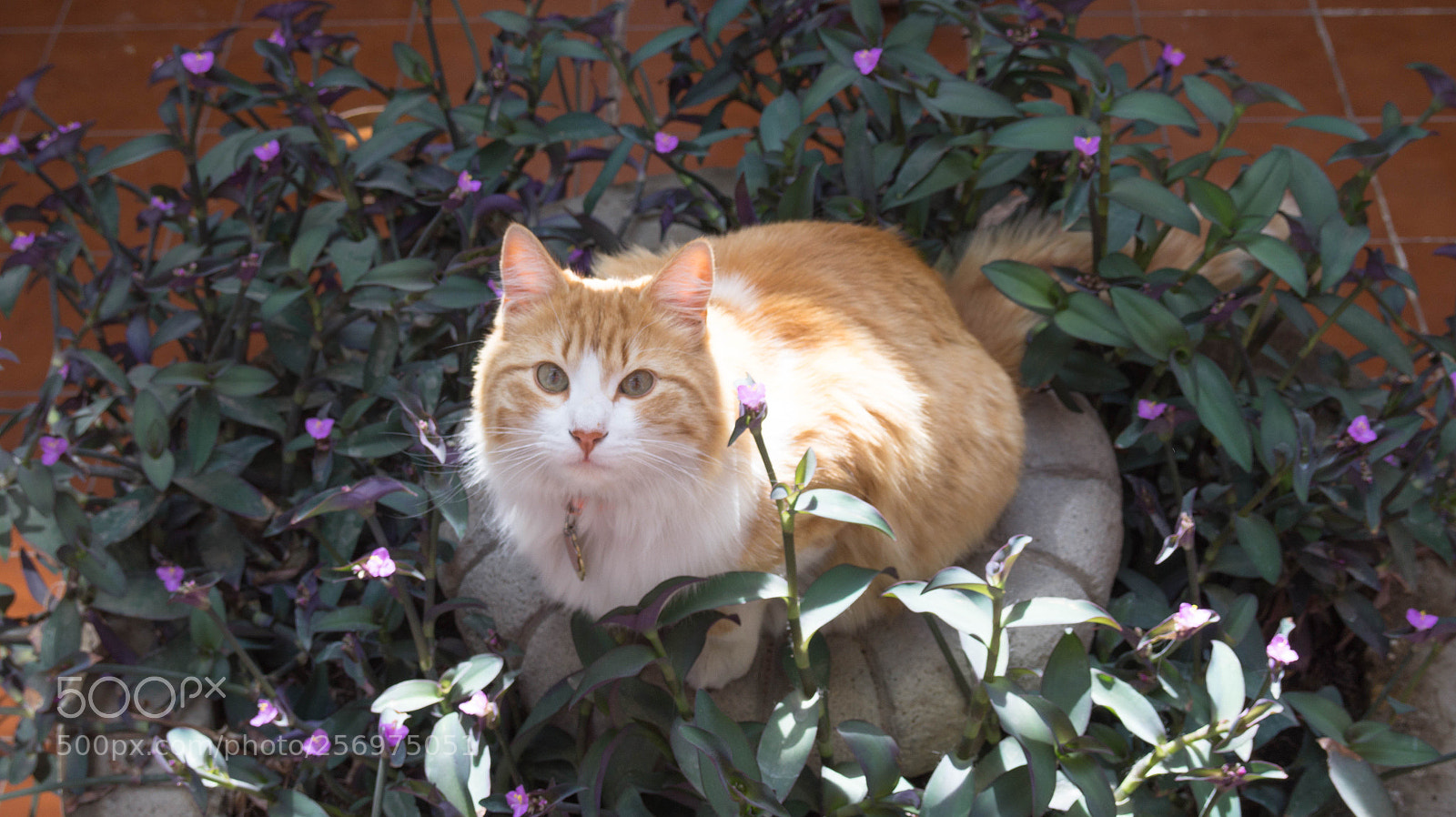Sony Alpha a3500 sample photo. Cappuccino on spring photography