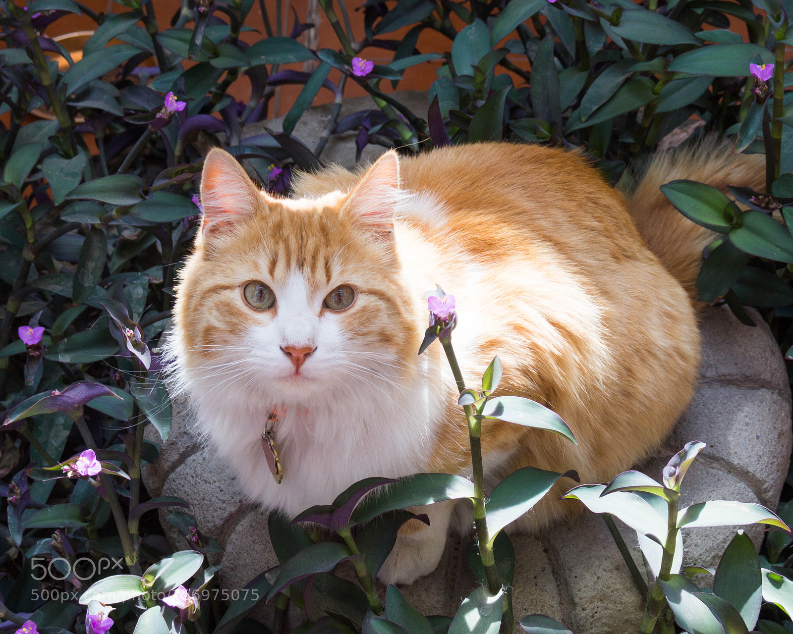 Sony Alpha a3500 sample photo. Cappuccino on spring photography