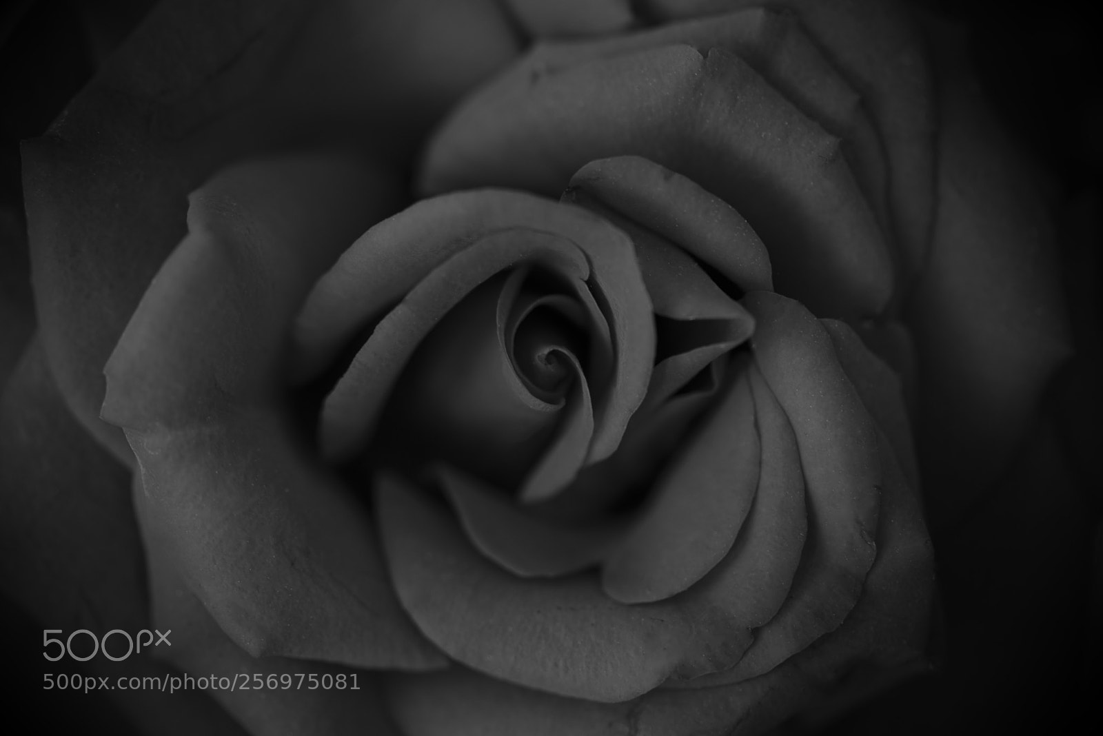 Nikon D800 sample photo. Rose in close up photography