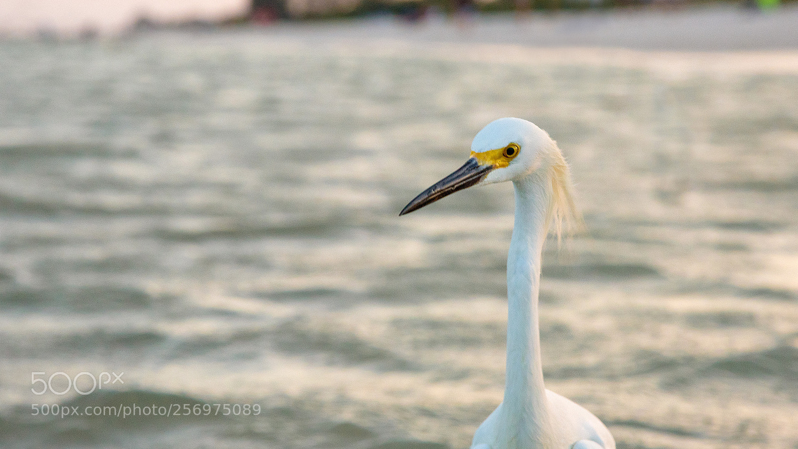 Nikon D750 sample photo. Snowy egret photography