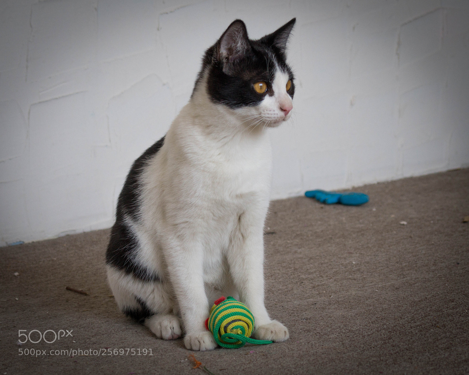 Sony Alpha a3500 sample photo. Pandita photography