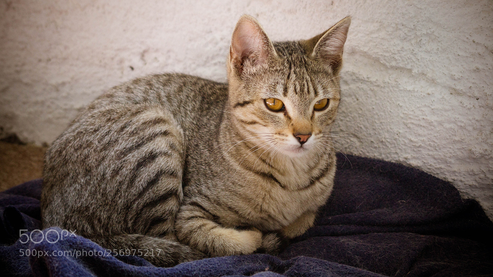 Sony Alpha a3500 sample photo. Ardillita photography