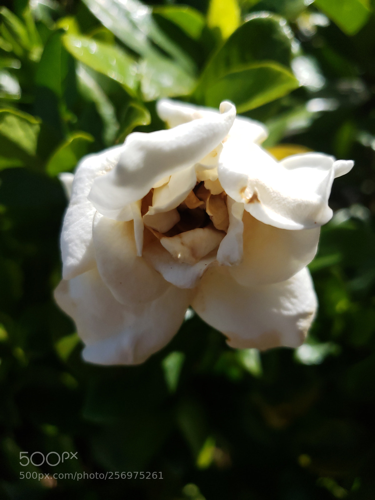 Samsung Galaxy S9+ sample photo. Untitled photography
