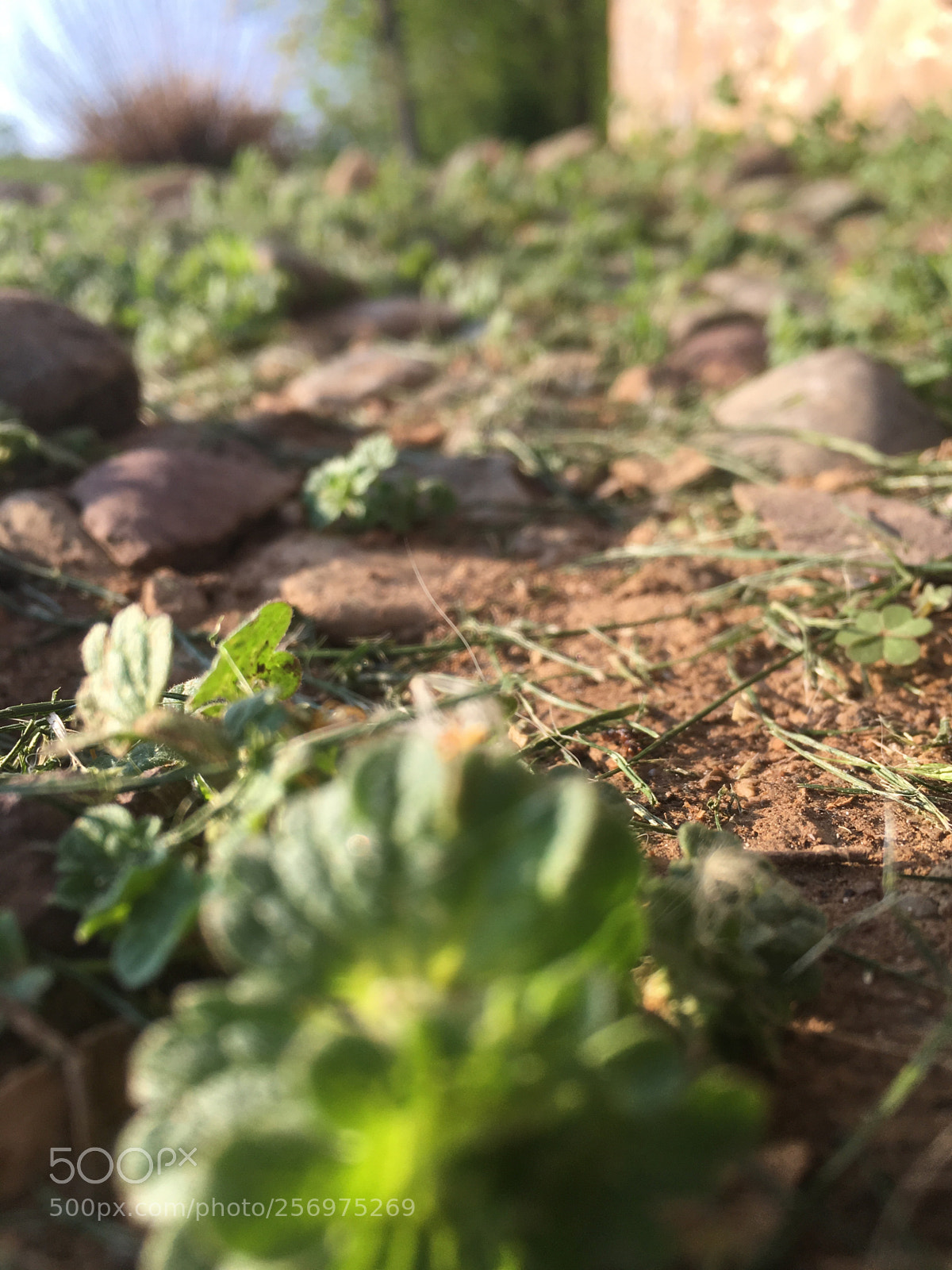 Apple iPhone SE sample photo. Vines photography