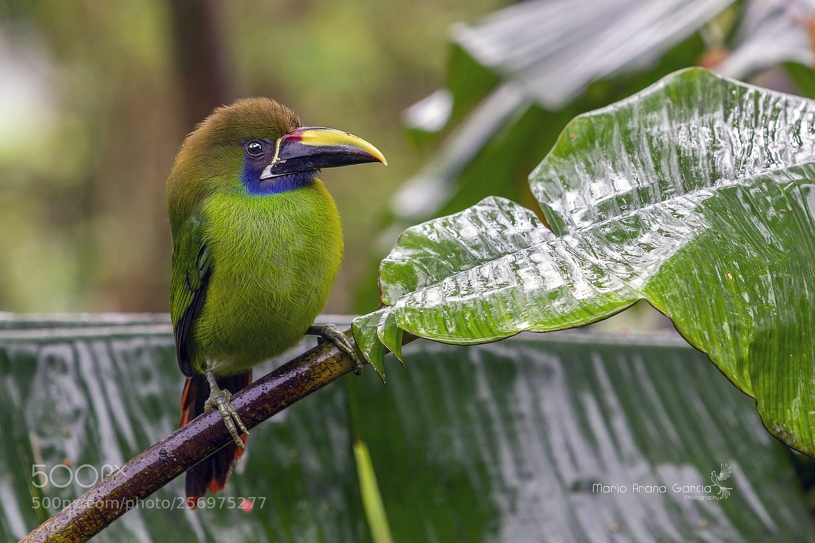 Canon EOS 7D sample photo. Emerald toucanet photography