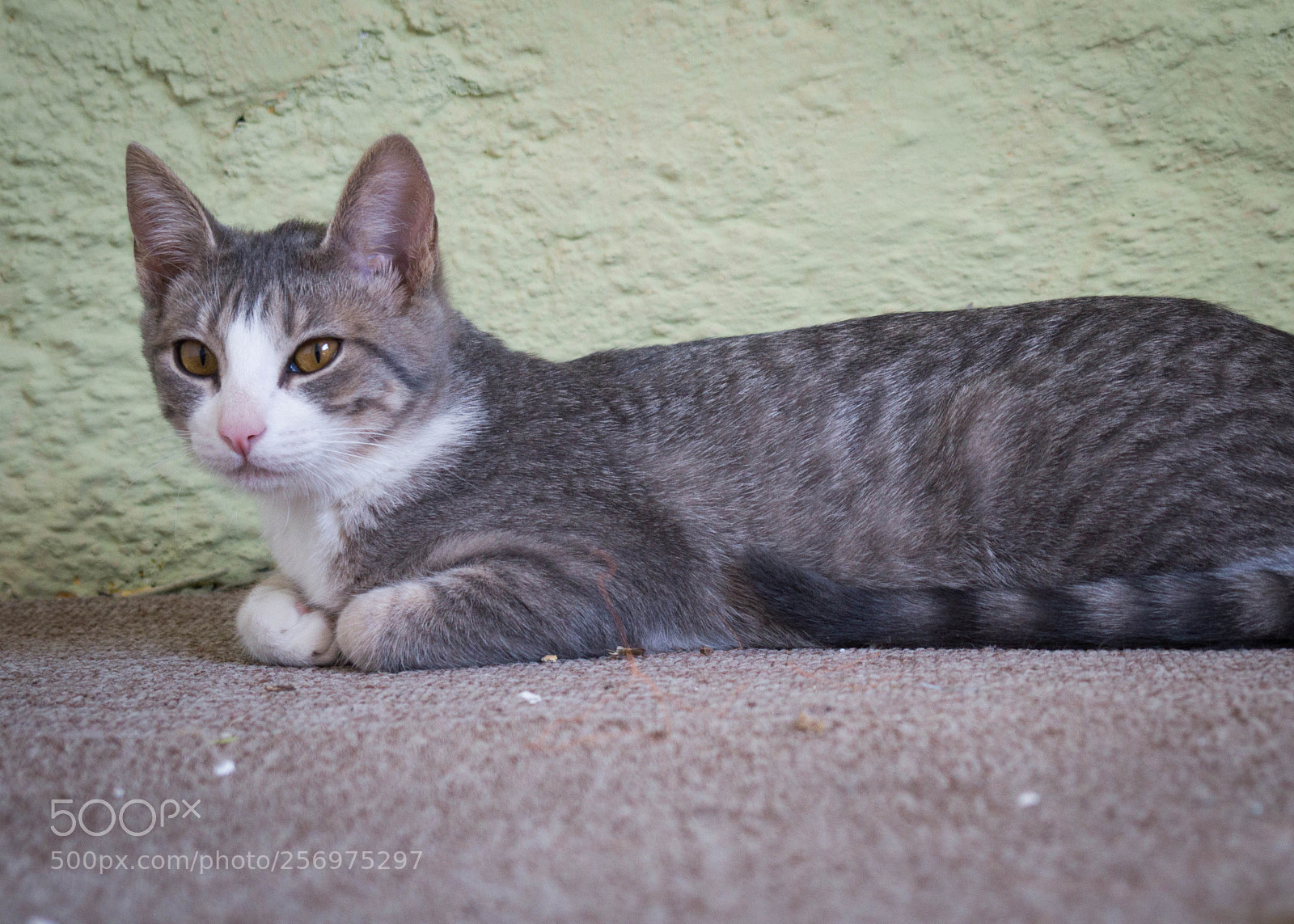 Sony Alpha a3500 sample photo. Teodorita photography