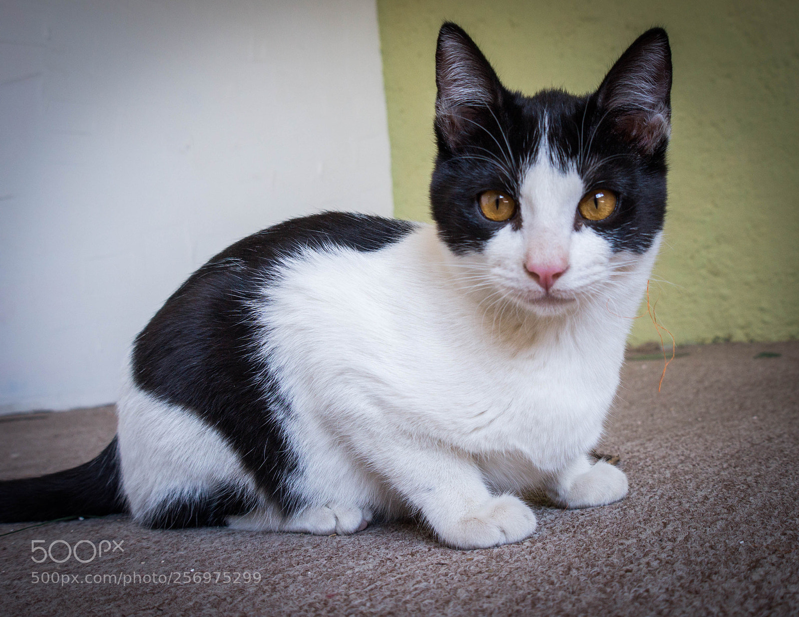 Sony Alpha a3500 sample photo. Pandita photography