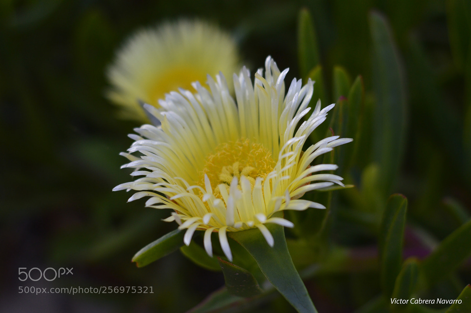 Nikon D3200 sample photo. Fyp photography