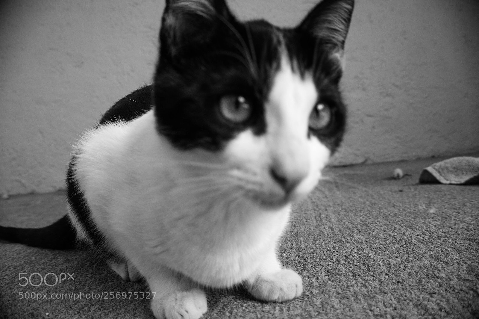 Sony Alpha a3500 sample photo. Pandita photography