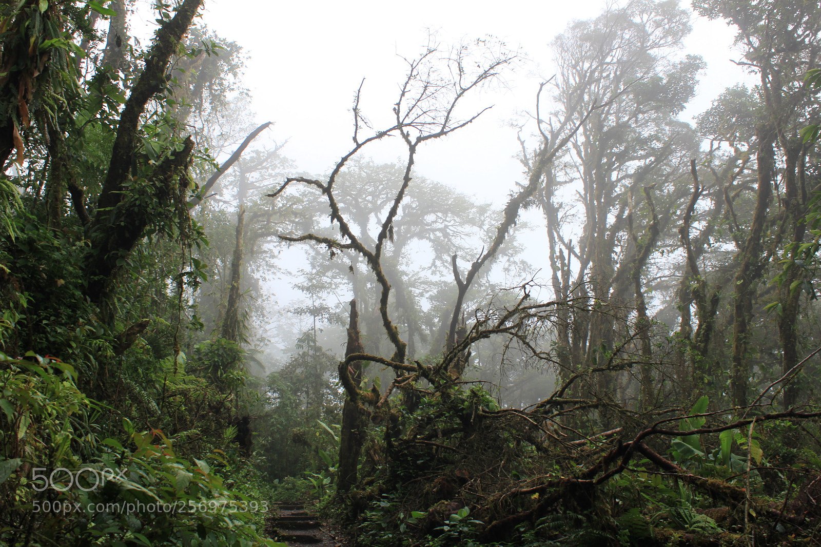 Canon EOS 500D (EOS Rebel T1i / EOS Kiss X3) sample photo. Cloud forest photography