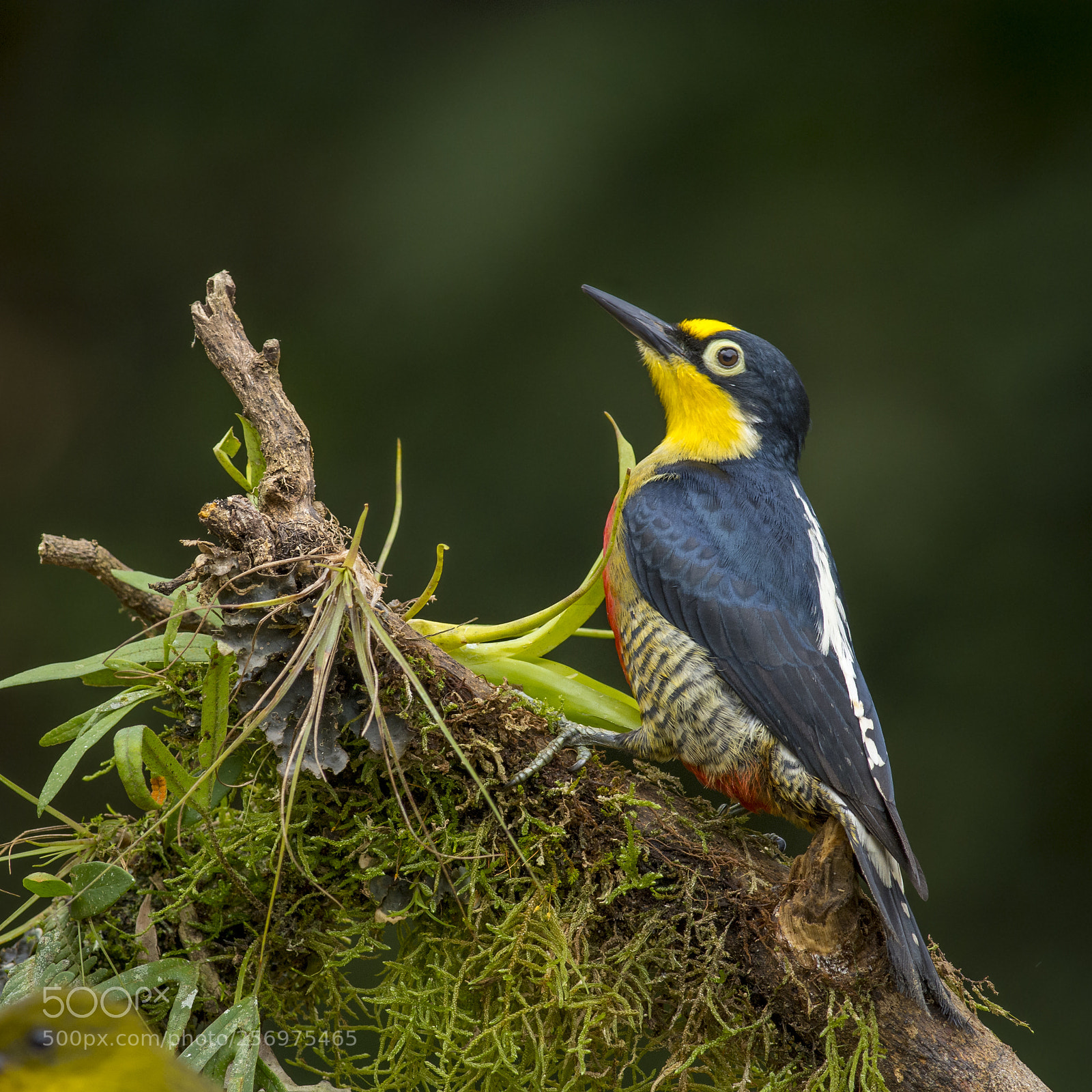 Nikon D7200 sample photo. Yellow-fronted woodpecker photography