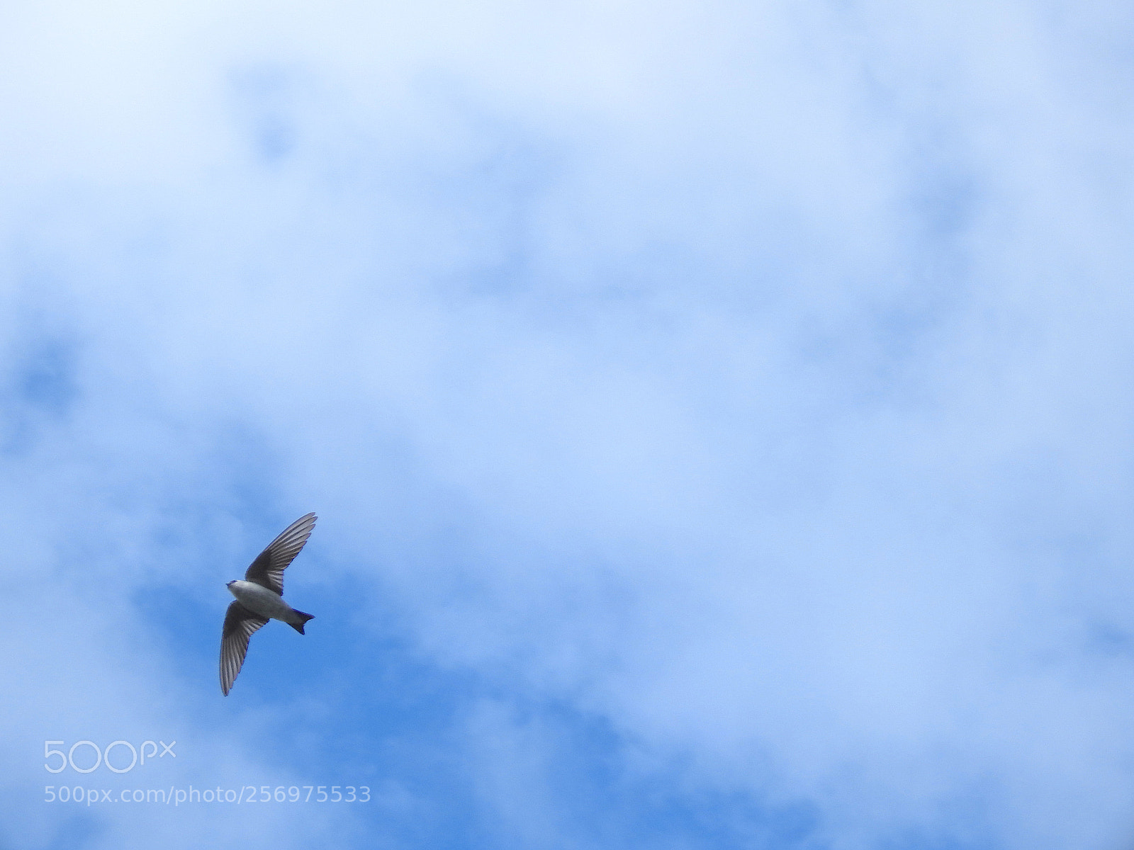 Nikon Coolpix P900 sample photo. Violet-green swallow photography