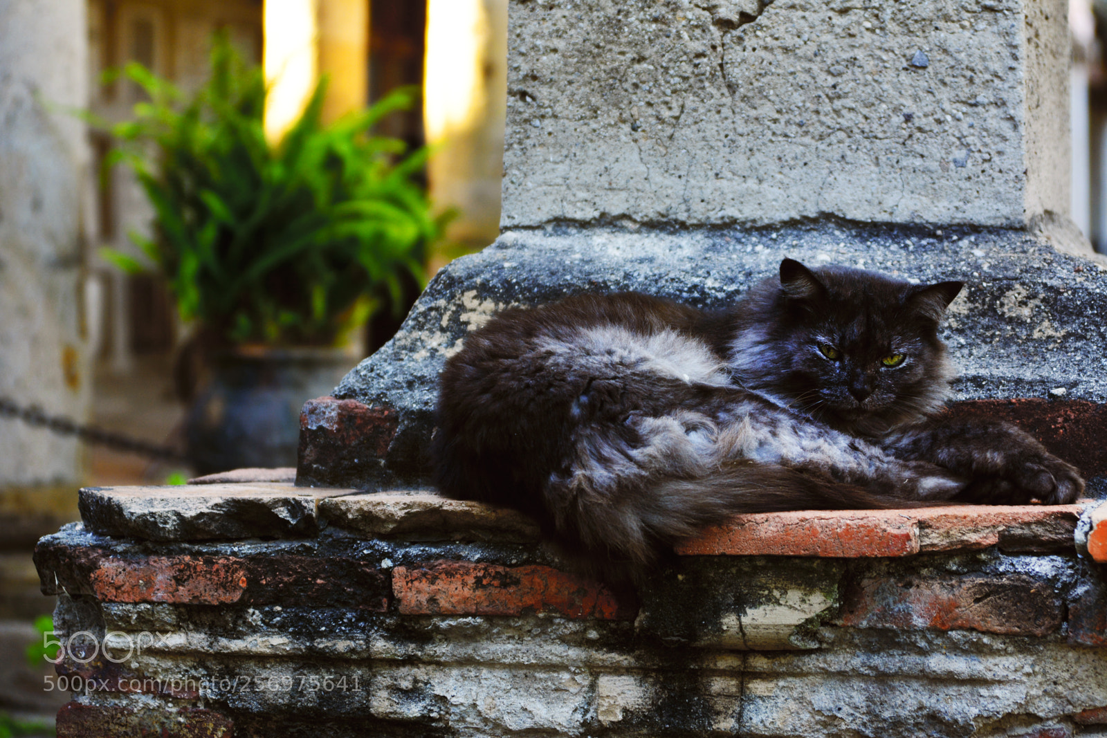 Nikon D7100 sample photo. Gato photography