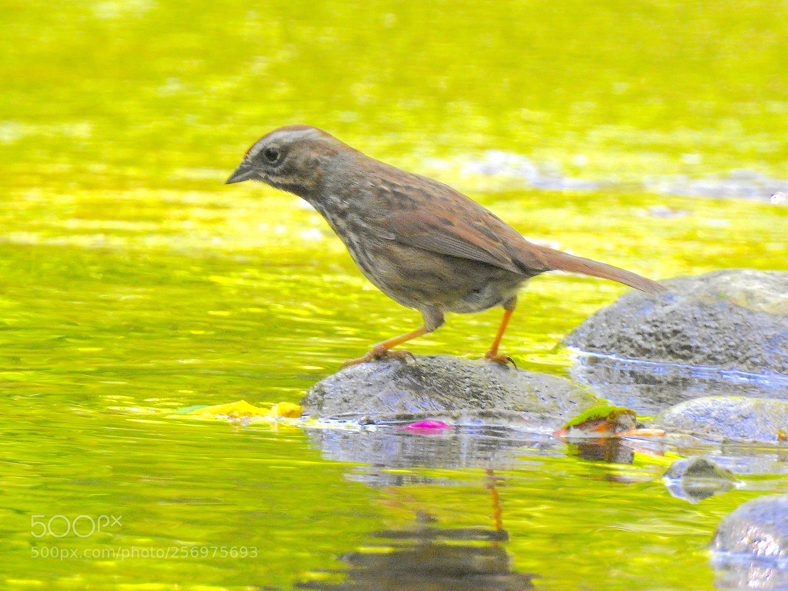 Nikon Coolpix P900 sample photo. Song sparrow photography