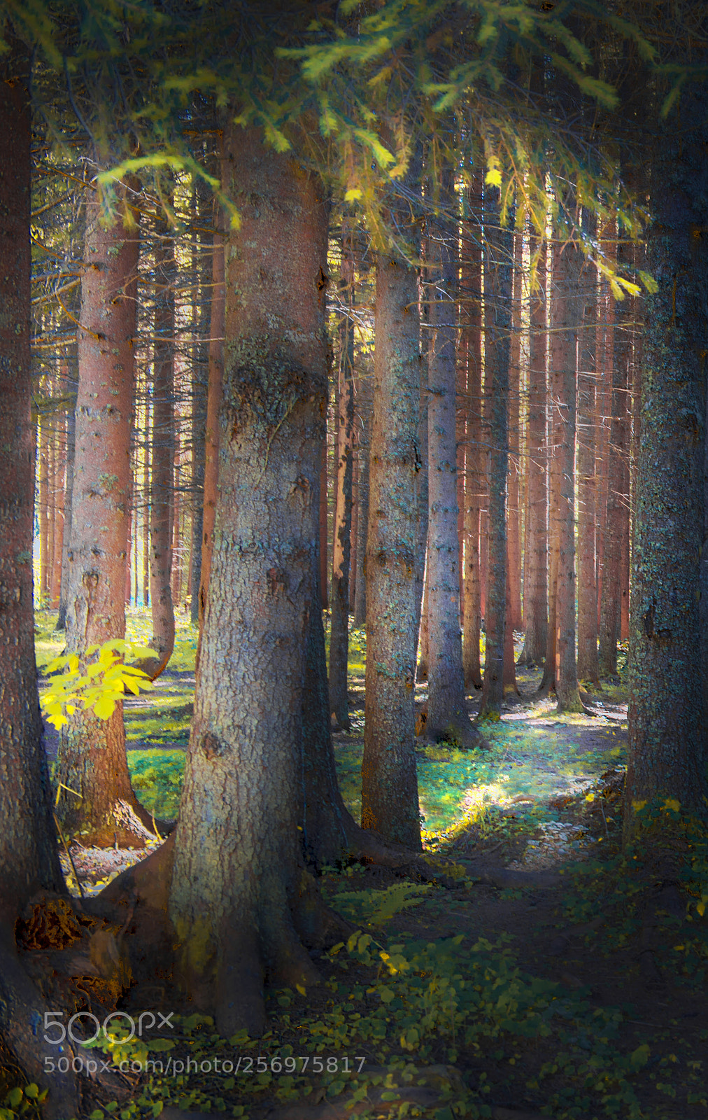 Nikon D610 sample photo. Forest photography
